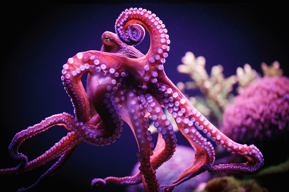 'Octopus;Israel'