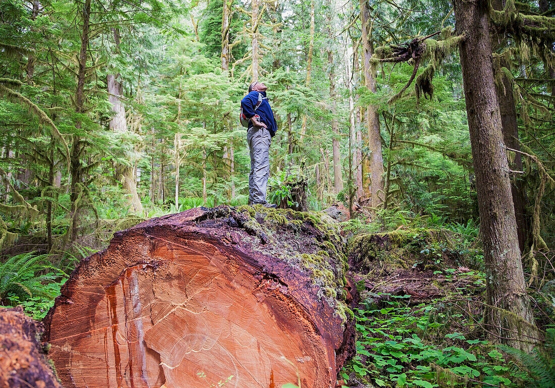 'A middle aged man hiking in a logged forest on vancouver island;British columbia canada'