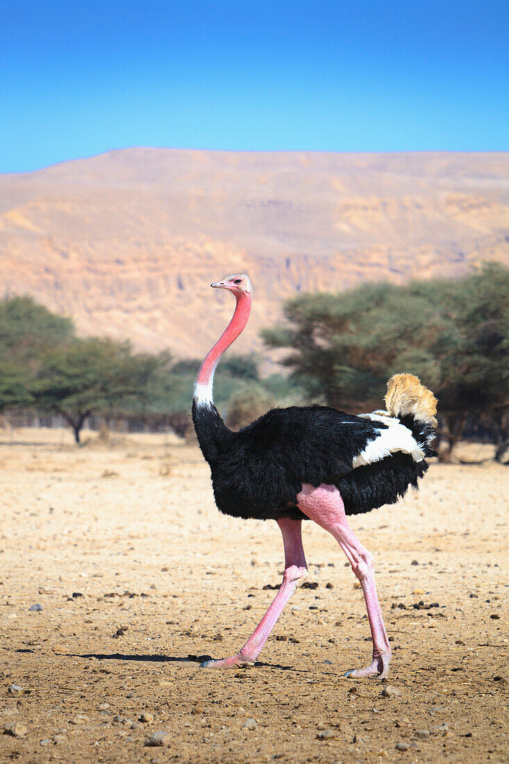 'Ostrich walking in an arid field;Israel'