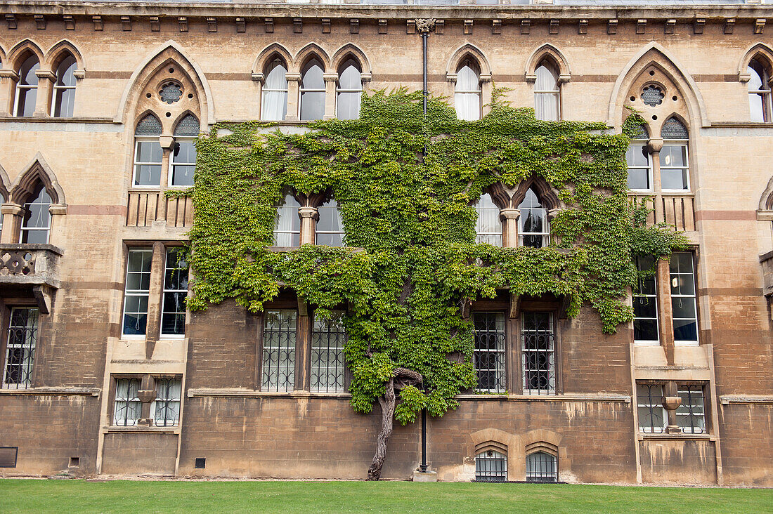 'A building with a tree growing right against the wall with the leaves spread out like a vine in a t shape;Oxford england'