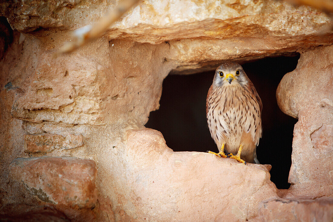 'Bird perched in the opening of a cave;Israel'