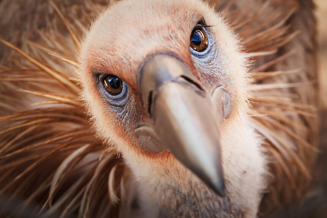 'Griffon vulture (gyps fulvus);Israel'