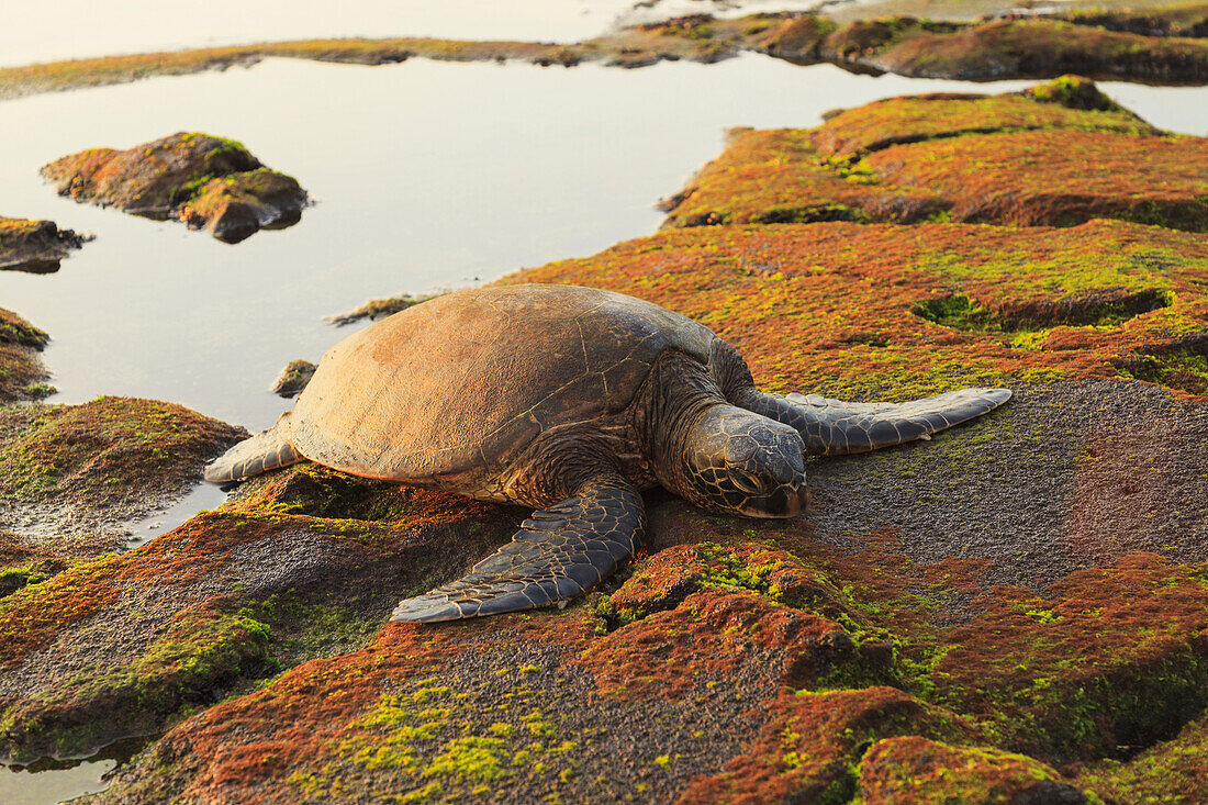 'Green sea turtle (chelonia mydas) on shore at sunset near kona;Big island hawaii united states of america'