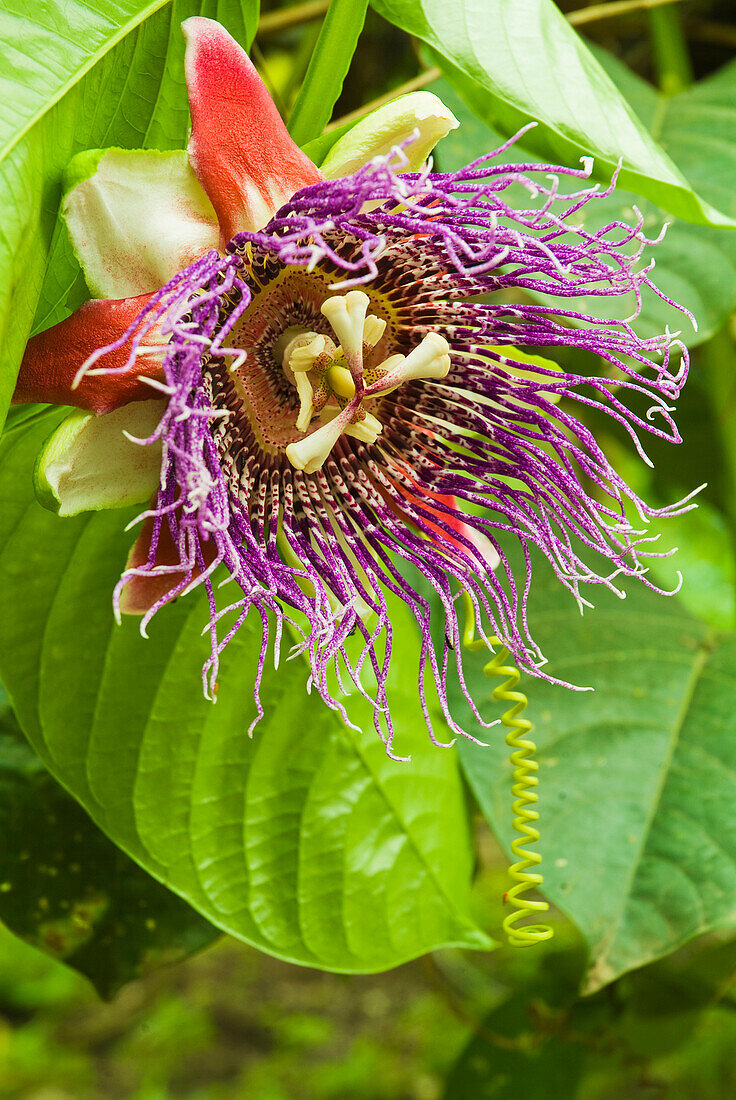 'The striking and intricate blossom of the passionfruit flower;San vicente ecuador'