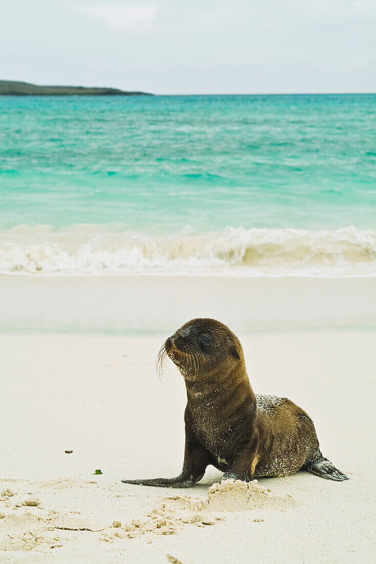 'A galapagos sea lion pup (zalophus wollebaeki) wait on shore for its mother;Galapagos islands ecuador'