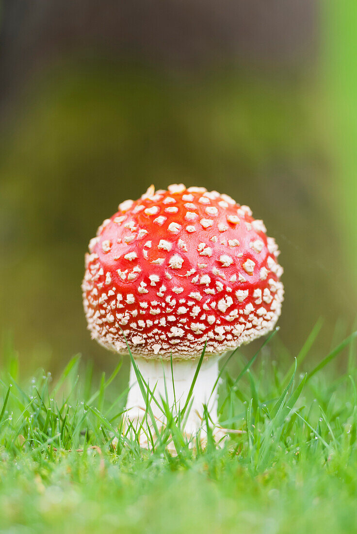 'A red mushroom;Ireland'