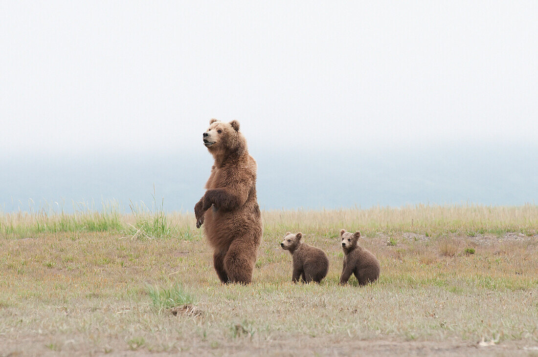 'A Brown Grizzly Bear (Ursus Arctos Horribilis) Standing Up With Cubs; Alaska, United States Of America'