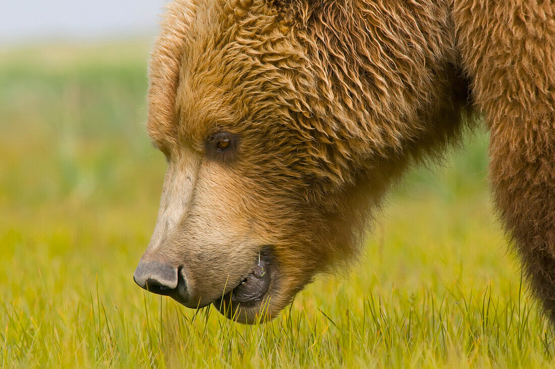 'A Brown Grizzly Bear (Ursus Arctos Horribilis); Alaska, United States Of America'