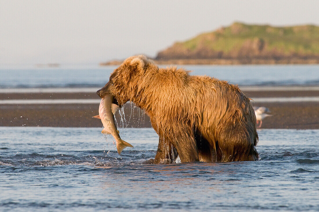 'A Brown Grizzly Bear (Ursus Arctos Horribilis) Catching A Salmon; Alaska, United States Of America'