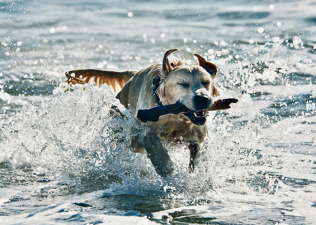 'A Dog Fetching A Stick In The Water; Tarifa, Cadiz, Andalusia, Spain'