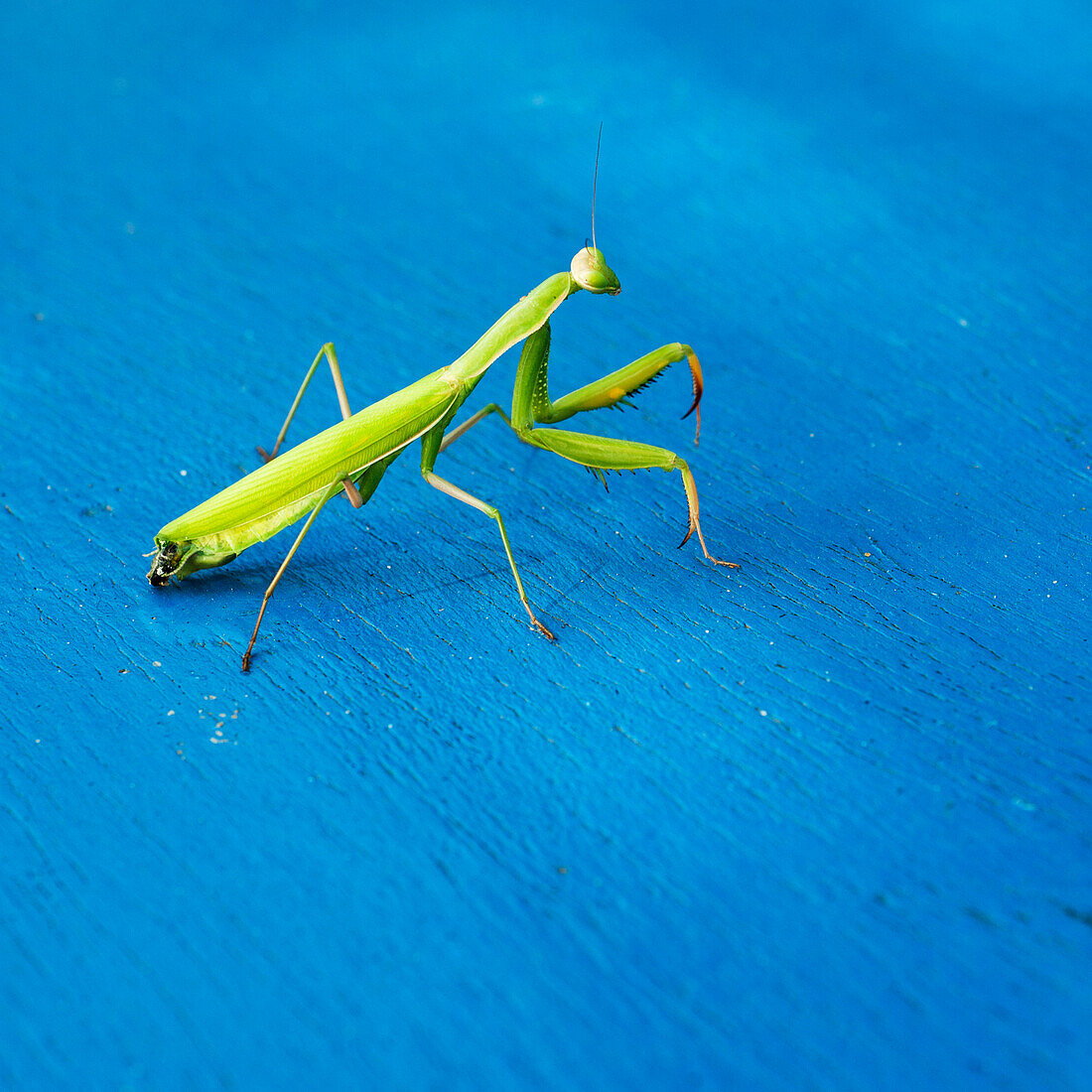 'Praying Mantis On A Blue Surface; Benalamadena Costa, Malaga, Costa Del Sol, Andalusia, Spain'