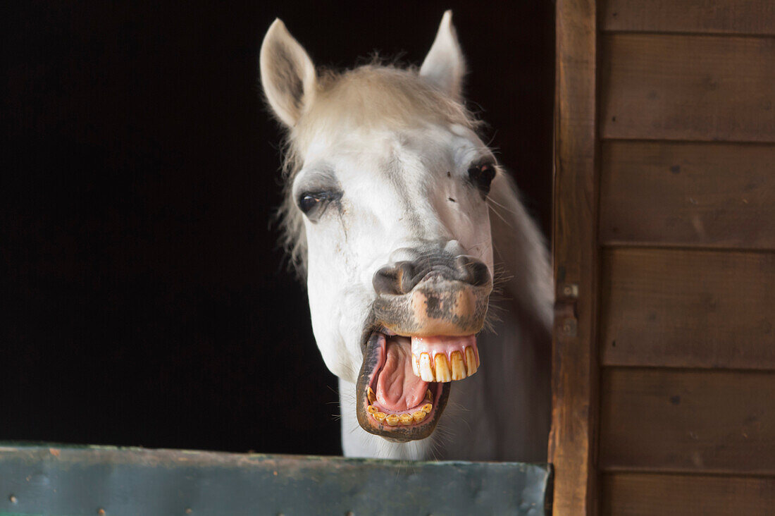 'A Horse With His Mouth Open Showing His Teeth; Benalamadena Costa, Malaga, Costa Del Sol, Andalusia, Spain'