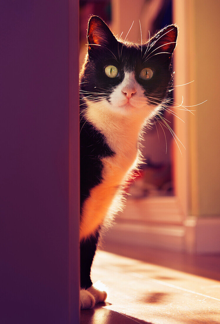 'A Cat Peeking Around A Corner; Benalamadena Costa, Malaga, Costa Del Sol, Andalusia, Spain'
