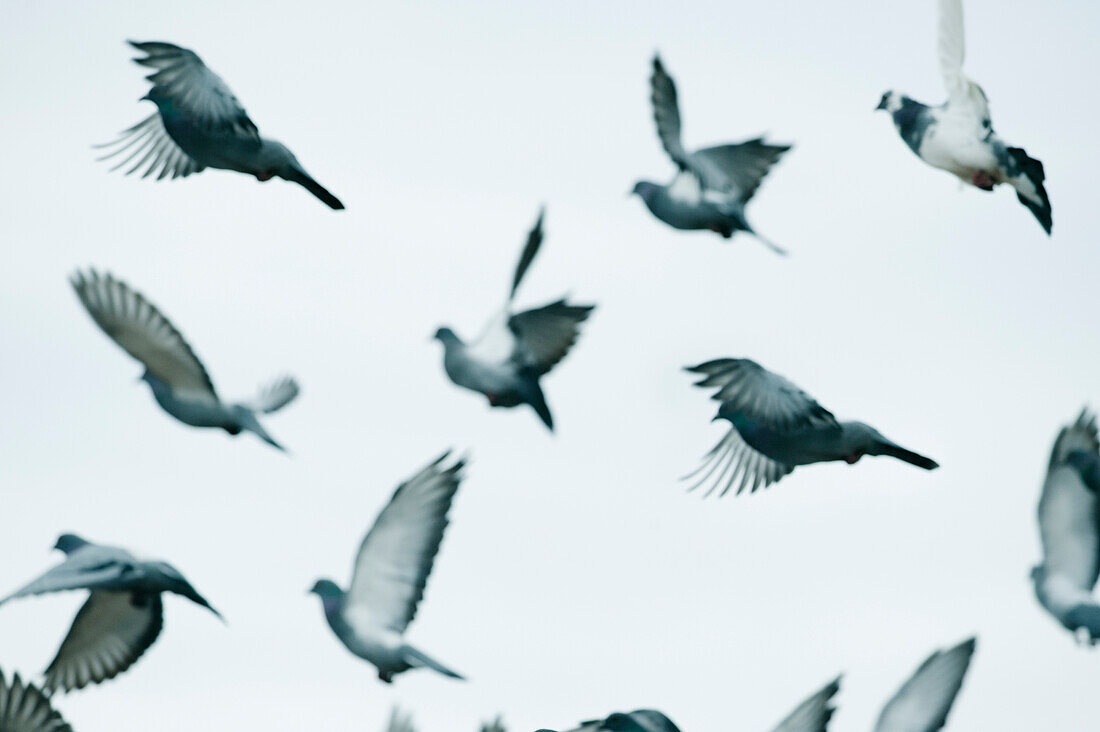 'Birds In Flight In The Sky; Benalamadena Costa, Malaga, Costa Del Sol, Andalusia, Spain'