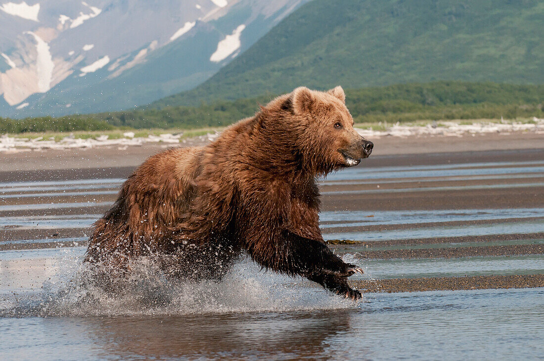 'A Grizzly Bear (Ursus Arctos Horribilis) Running Through The Water; Alaska, United States Of America'
