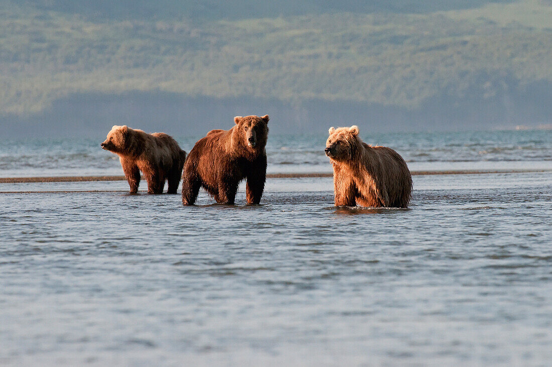 'Three Grizzly Bears (Ursus Arctos Horribilis) Fishing; Alaska, United States Of America'