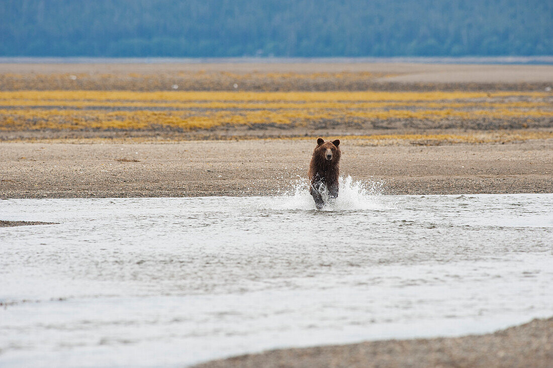 'Grizzly Bear (Ursus Arctos Horribilis) Running Through A Stream; Tenakee Springs, Alaska, United States Of America'