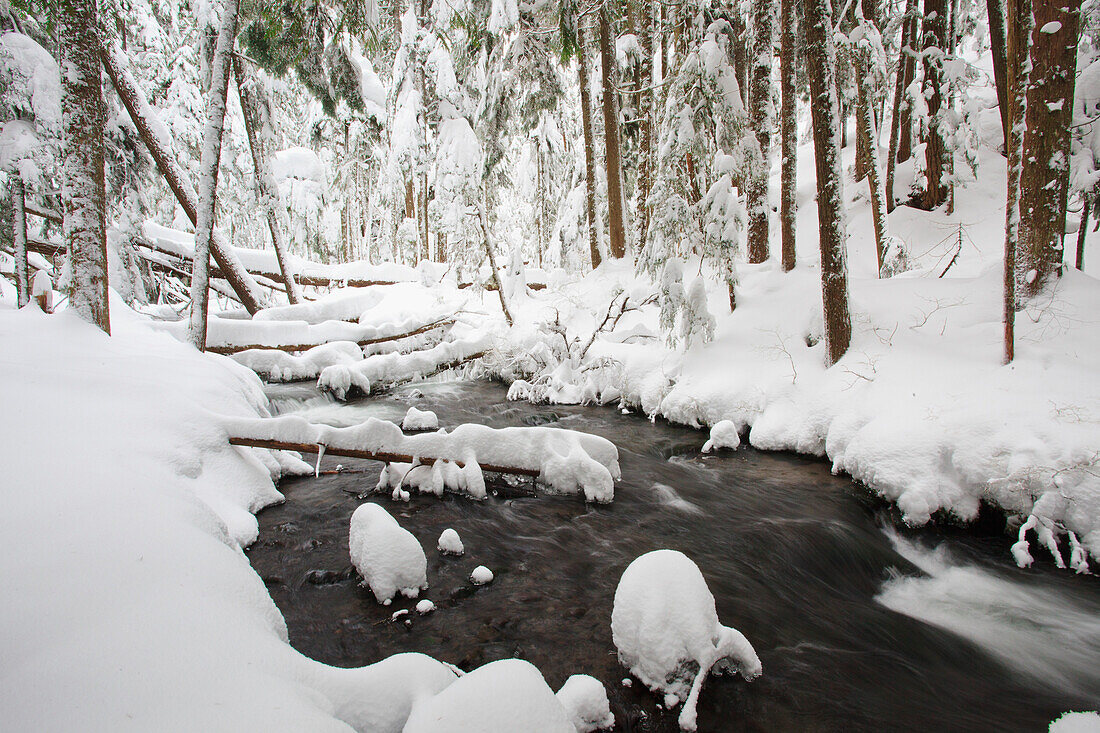 'Winter Snow Along Still Creek In Mt. Hood National Forest; Oregon, United States Of America'