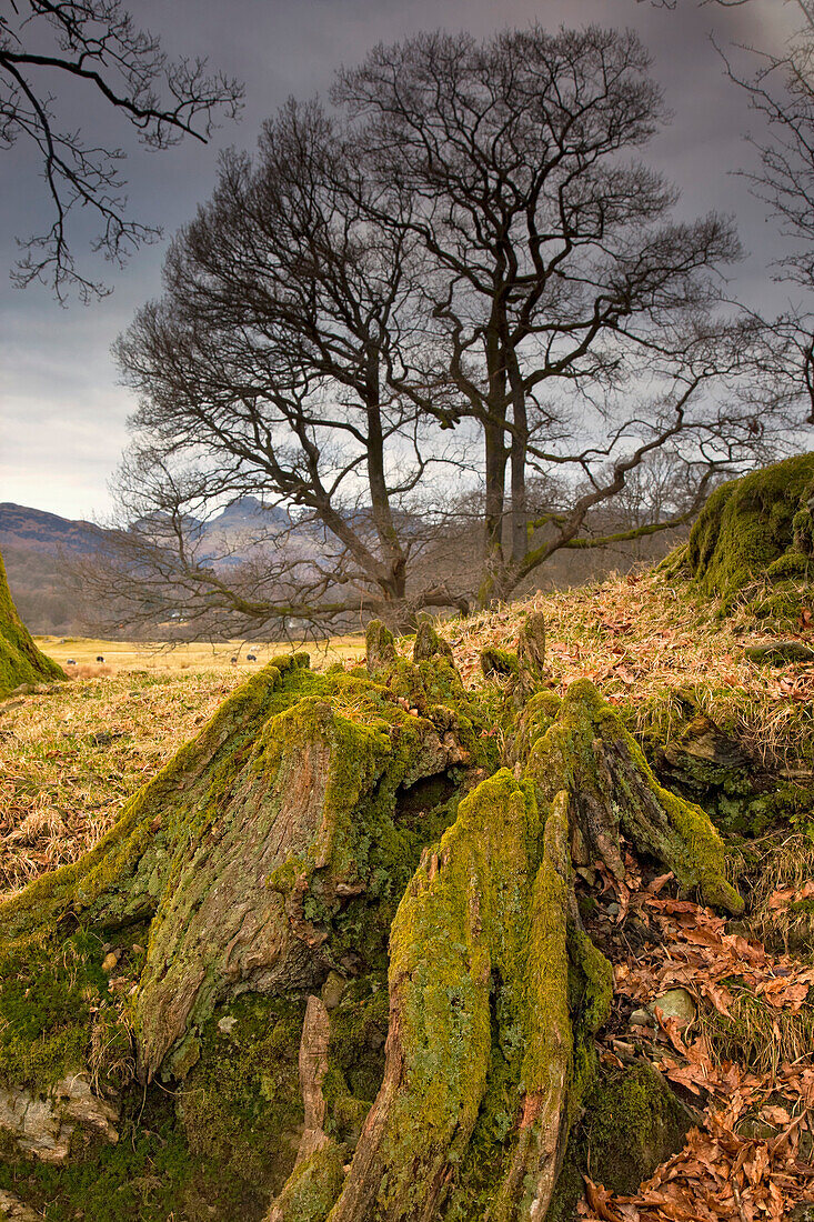 'Mossy Tree Stump; Cumbria, England'