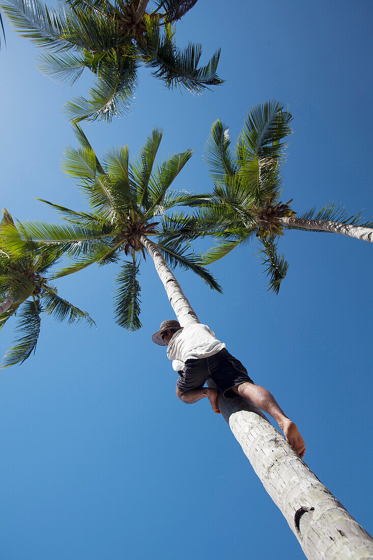 'Man Climbing A Coconut Tree; Bacuit Archipelago, Palawan, Philippines'