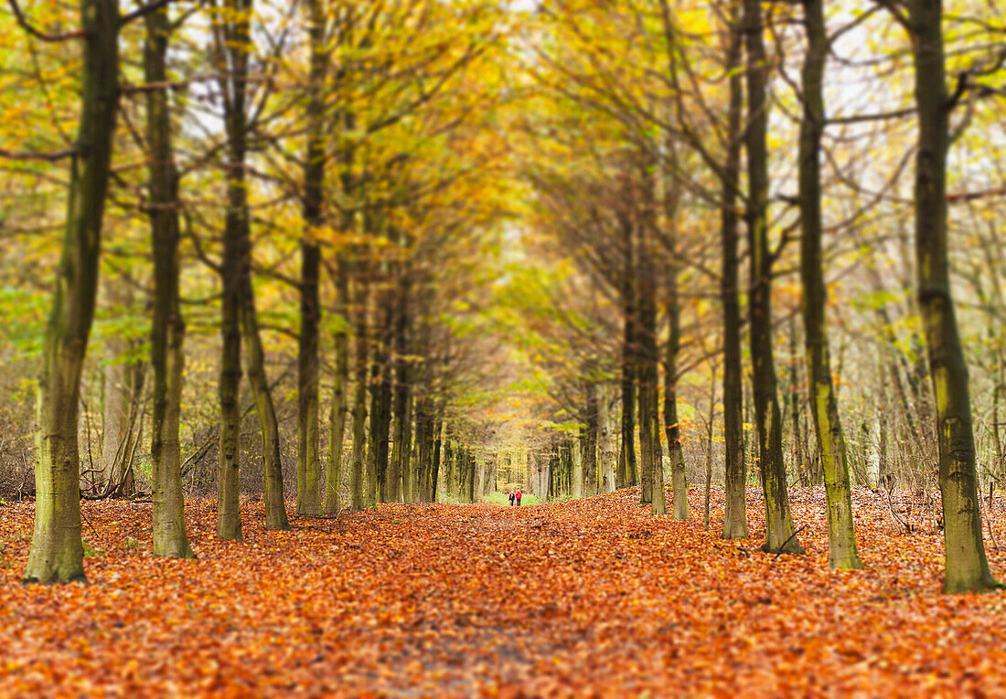 'Avenue Of Trees In Autumn; Amsterdam, The Netherlands'