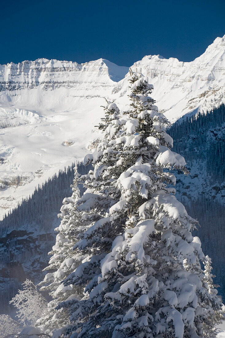 'Snow Covered Evergreen Tree And Snow Covered Mountains In The Background Against A Blue Sky; Lake Louise, Alberta, Canada'