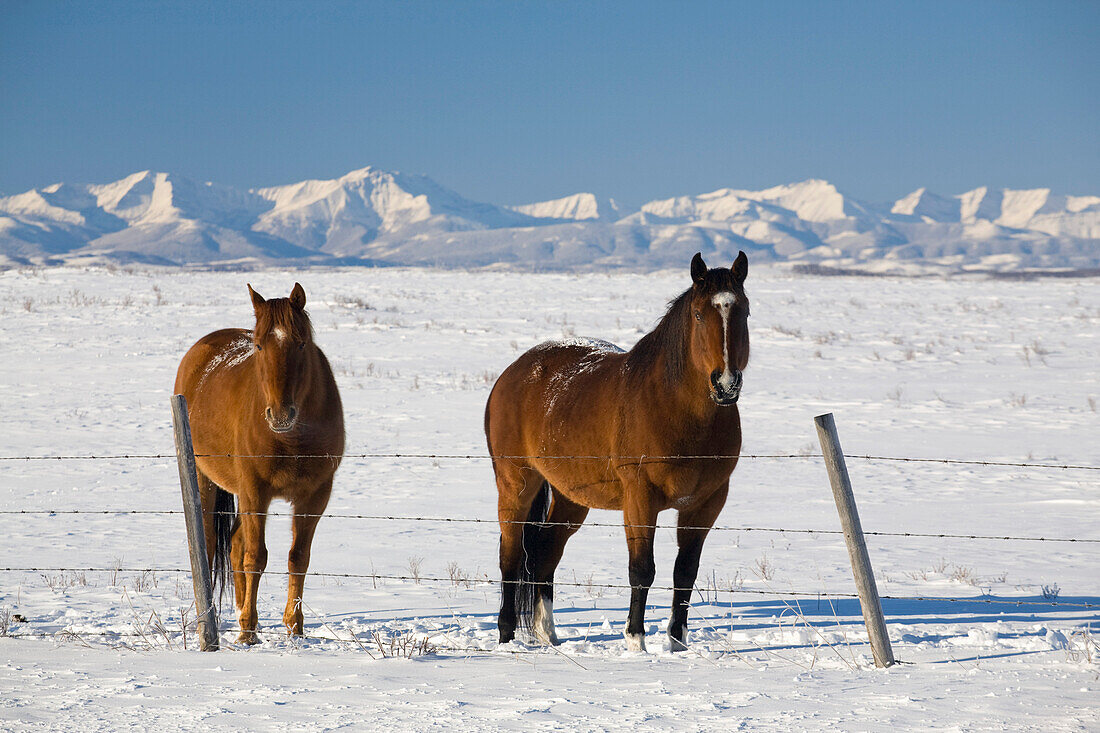 'Two Horses In Snow-Covered Field; Okotoks, Alberta, Canada'