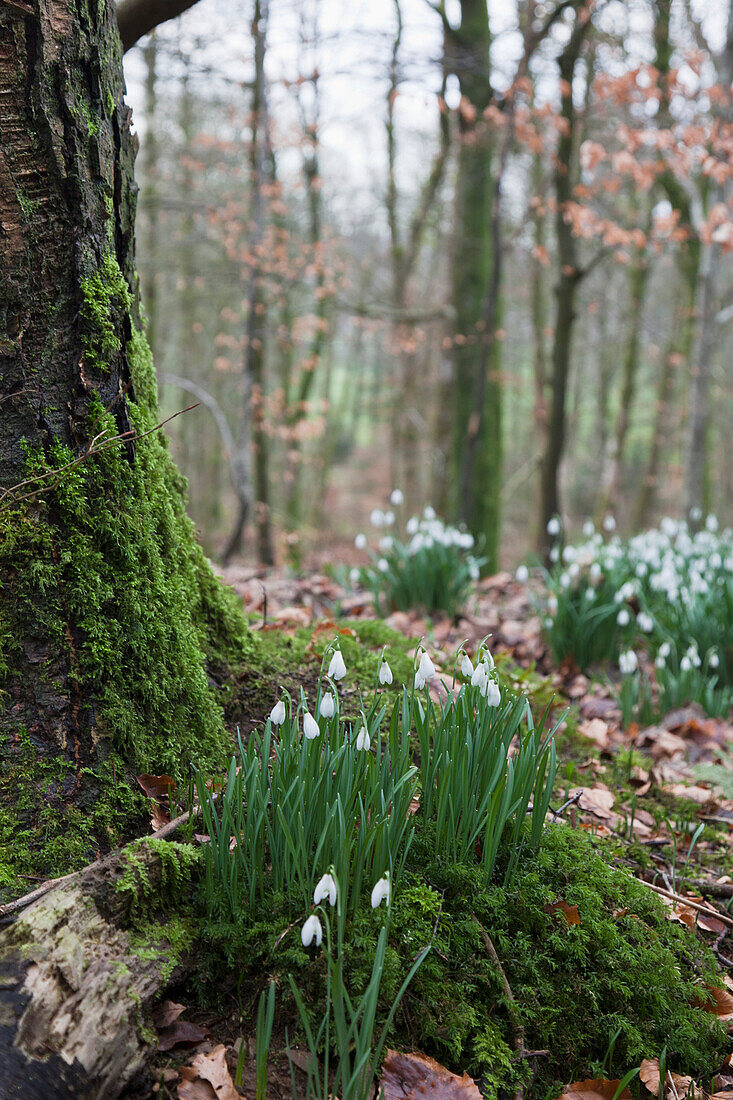 'White Flowers Growing On The Forest Floor Beside A Moss Covered Tree Trunk; Dumfries, Scotland'
