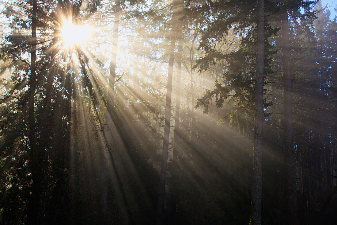'Sun Shining Through Morning Fog And Trees; Happy Valley, Oregon, United States Of America'