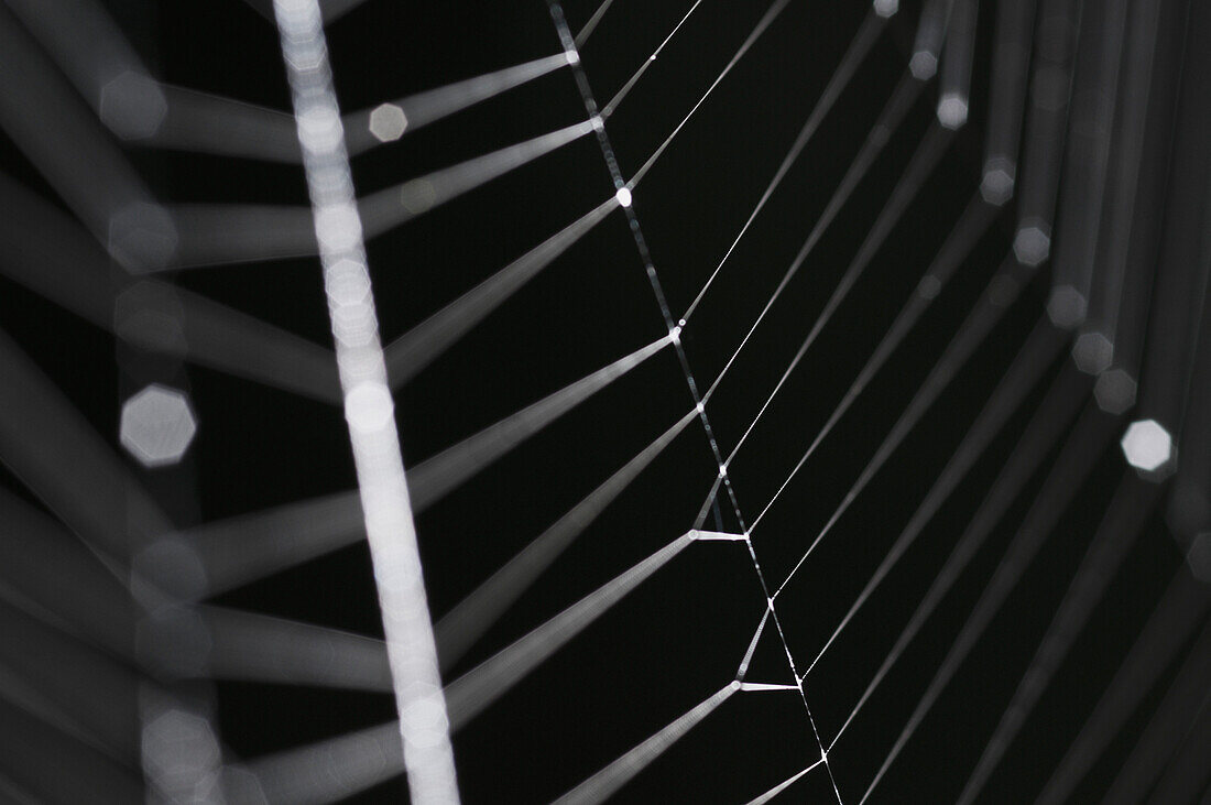 Close-Up Detail Of A Spider's Web