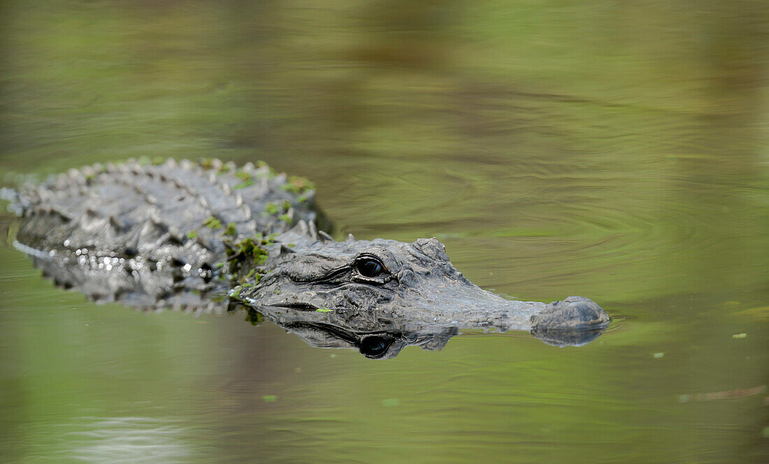 'Alligator In Water; Florida, Usa'