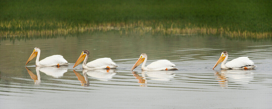 'American White Pelicans Swim In A Line On The Yellowstone River; Wyoming, Usa'