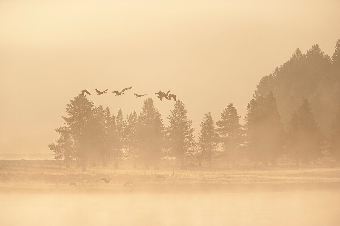 'Canadian Geese Fly In Fog Over The Yellowstone River At Sunrise; Wyoming, United States Of America'
