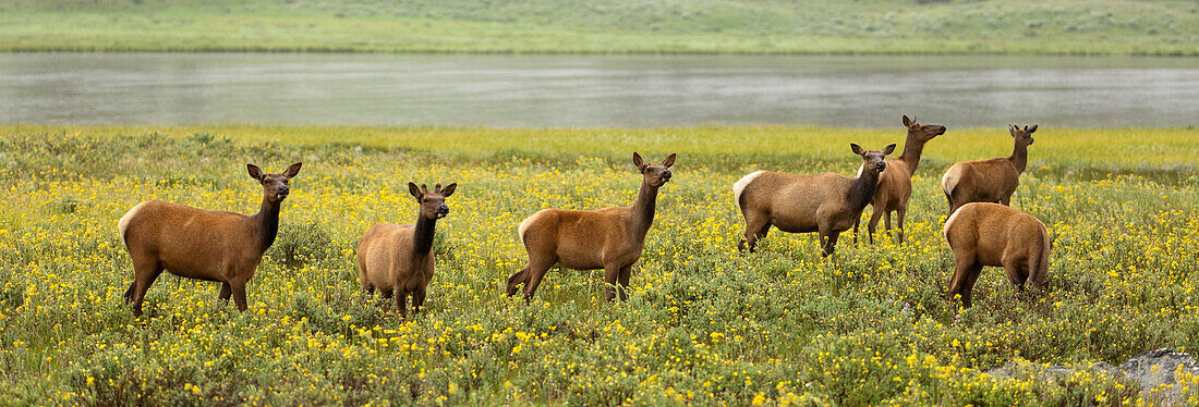 'Elk (Cervus Canadensis) Herd In Wildflowers Along The Gardiner River, Yellowstone National Park; Wyoming, United States Of America'