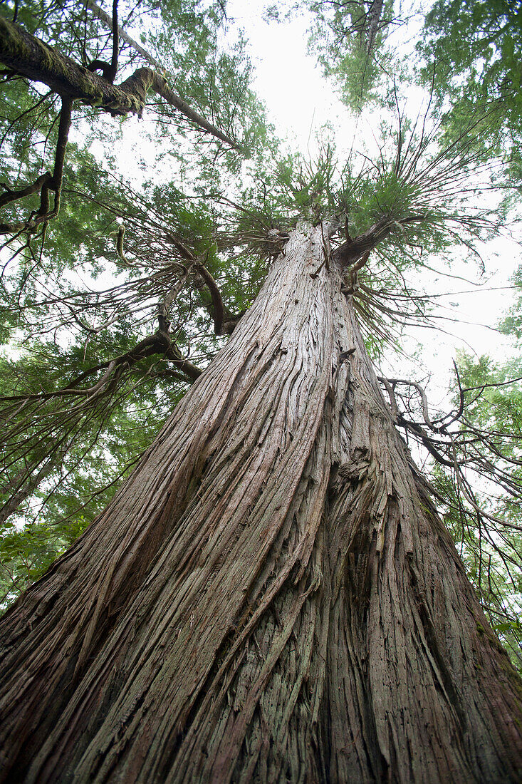 'Giant Redwood In Cougar Annie's Garden; Boat Basin, Vancouver Island, British Columbia, Canada'