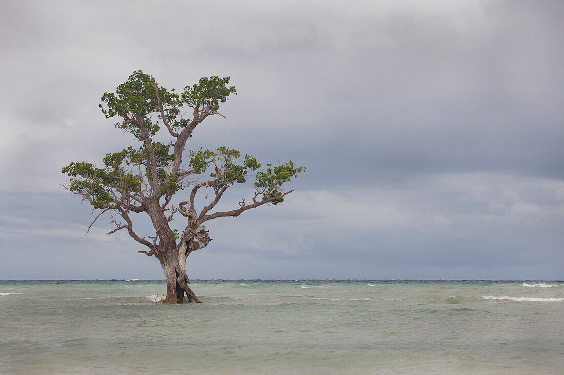 'A Mangrove Tree On Island Coast; Siquijor, Philippines'