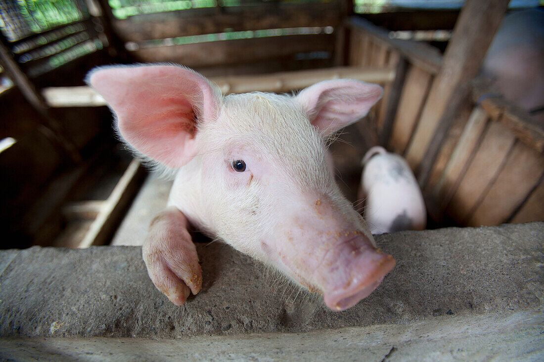 'Female Pig In Pen; Bais, Negros, Philippines'
