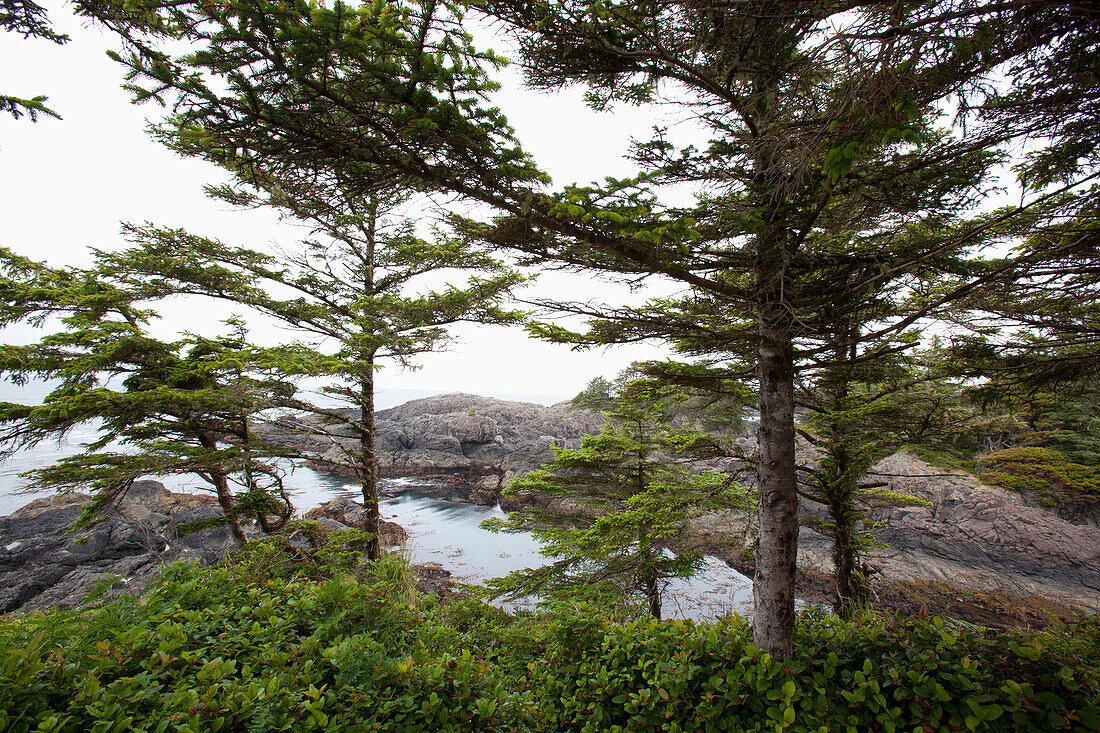 'The Scenery Along The Wild Pacific Trail On Vancouver Island; Ucluelet, British Columbia, Canada'