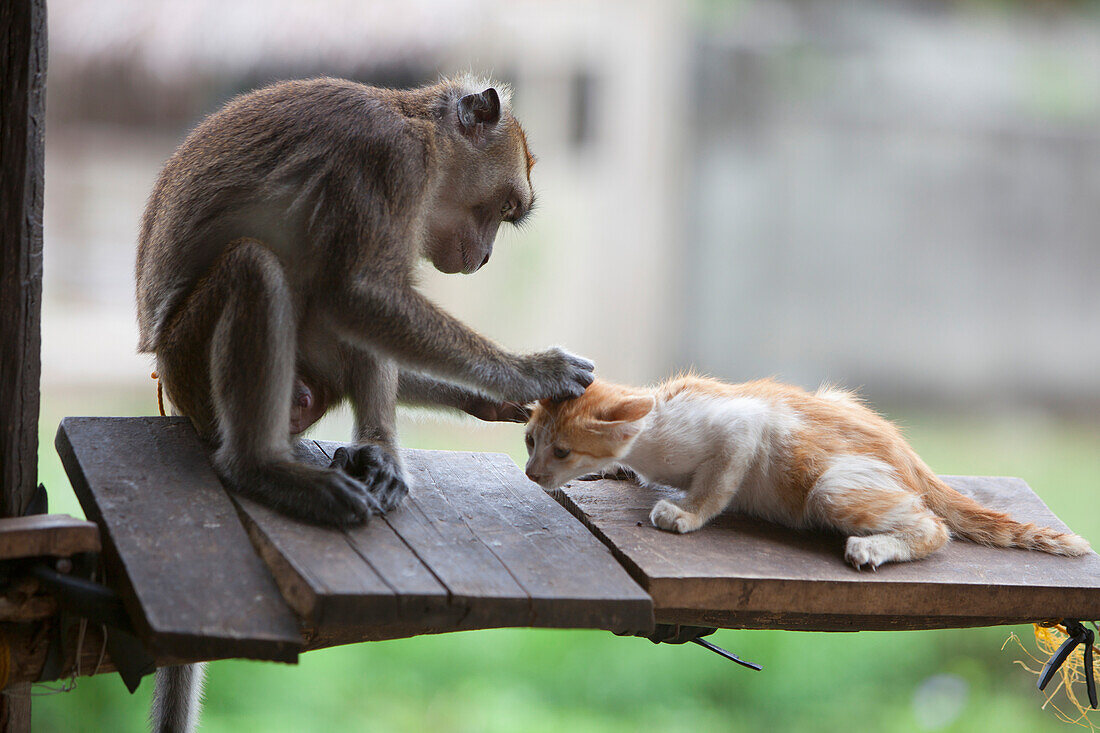 'A Captured Pet Monkey Grooms A Kitten At A Farmer's Property Near Bias City; Negros Island, Philippines'