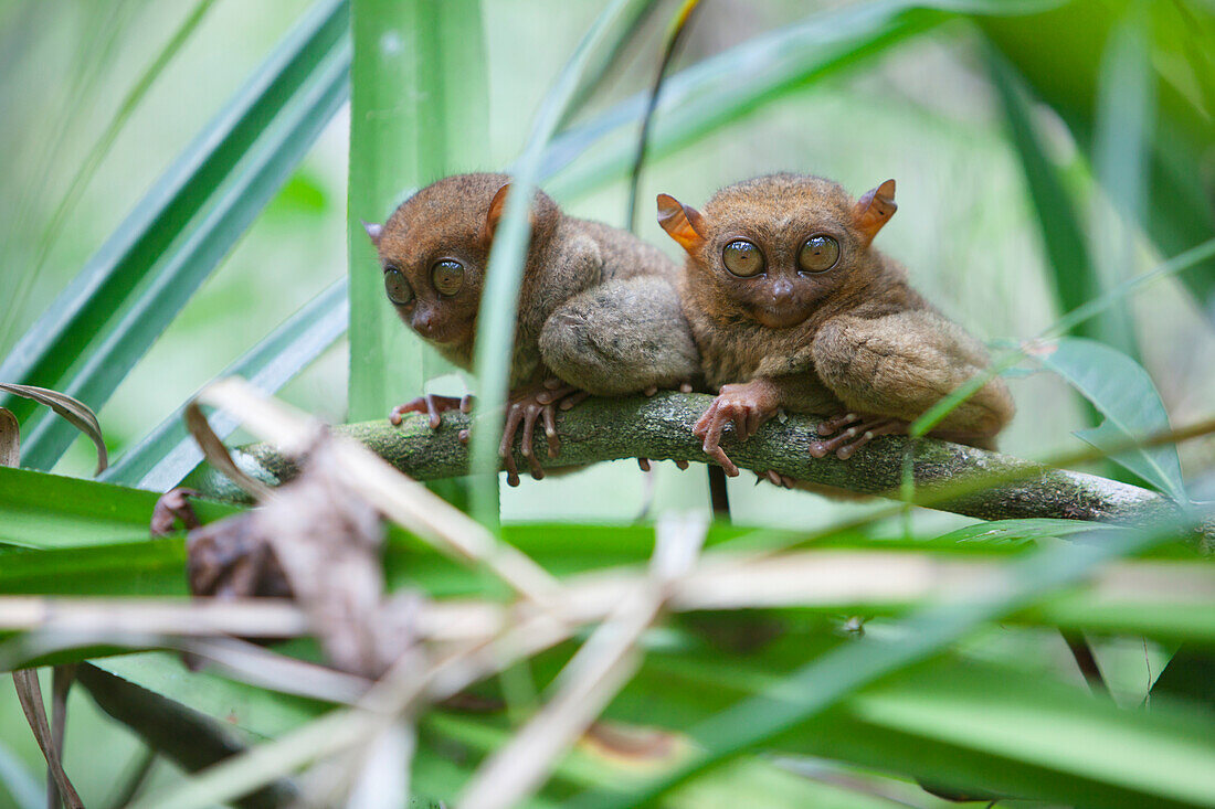 'Two Wild Tarsiers (Tarsius) Sitting On A Branch Of A Tree At The Tarsier Research And Development Center; Island Of Bohol, Philippines'