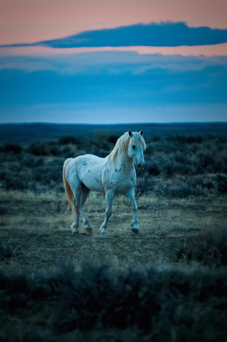'Wild Mustang Trotting On A Field At Sunset; Wyoming, United States Of America'