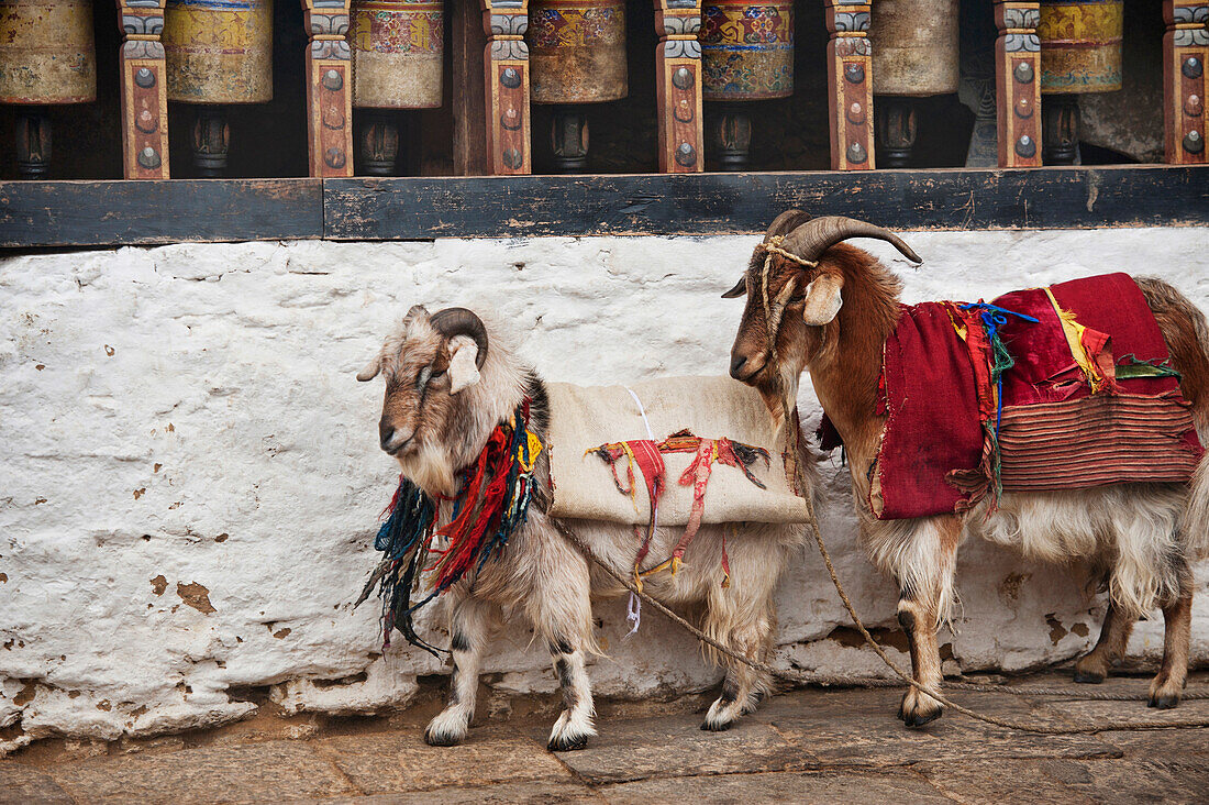 'Two Goats Wrapped In Decorative Blankets Standing Against A Wall In The Trongsa Dzong; Trongsa, Trongsa District, Bhutan'