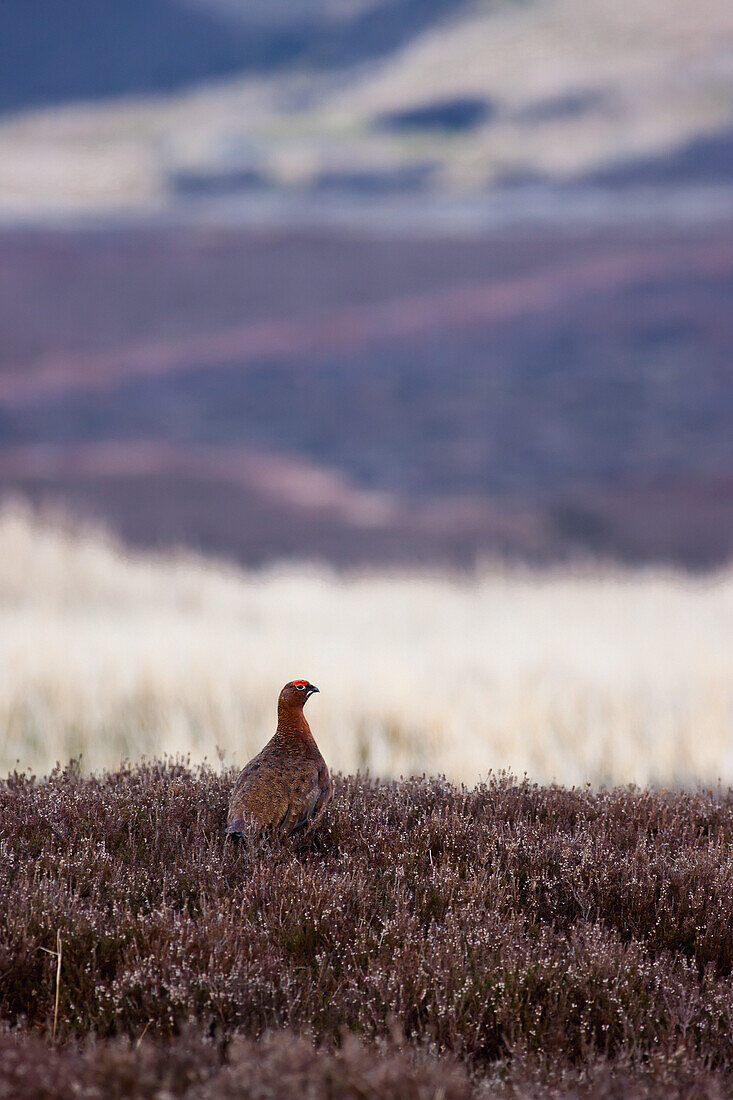 'Red Grouse (Lagopus Lagopus Scotica); Yorkshire Dales England'