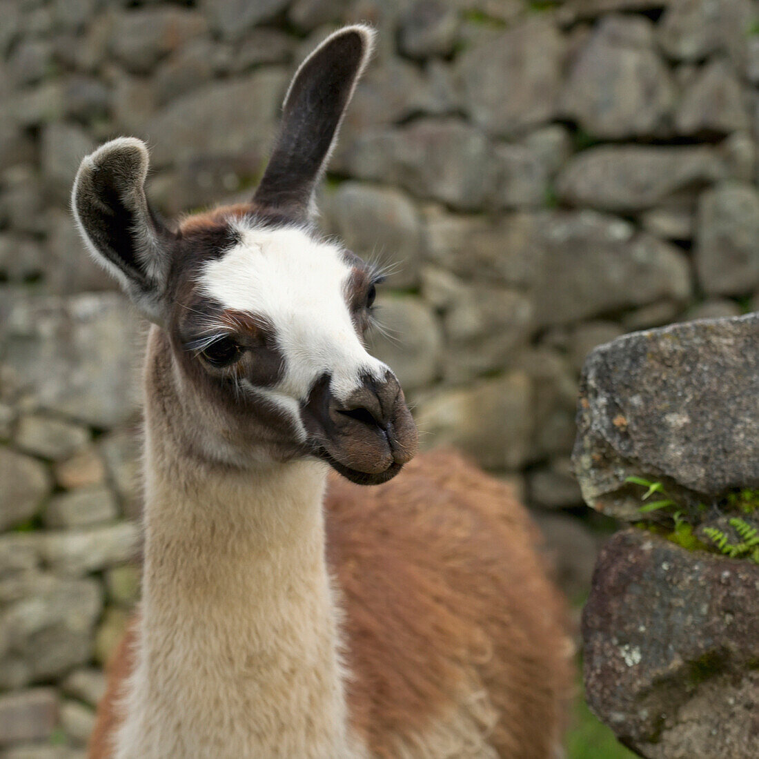 'Portrait Of Llama At Machu Picchu; Peru'