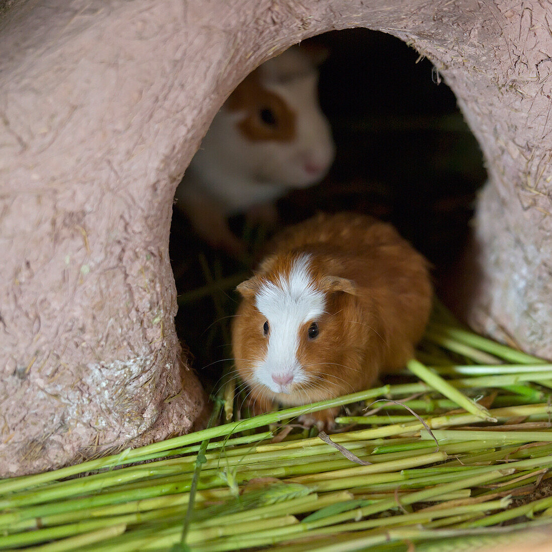 'Two Guinea Pigs Peeking Out Of Their Shelter; Chinchero Peru'