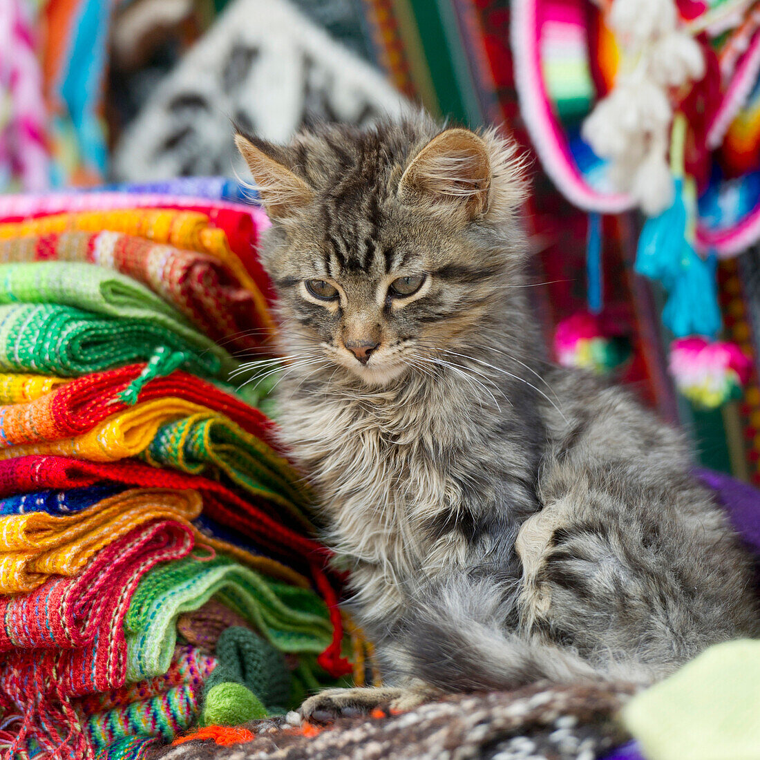 'A Kitten Sits Beside A Pile Of Colorful Fabric; Cusco Peru'