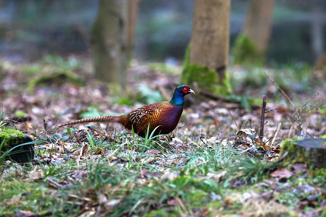'A Bird Sits On The Forest Floor; Northumberland England'