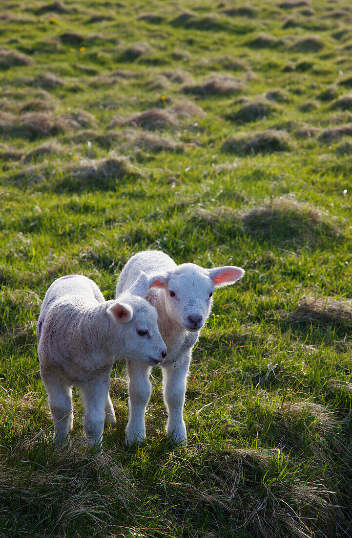 'Two Lambs Side By Side On The Grass; Shetland, Scotland'