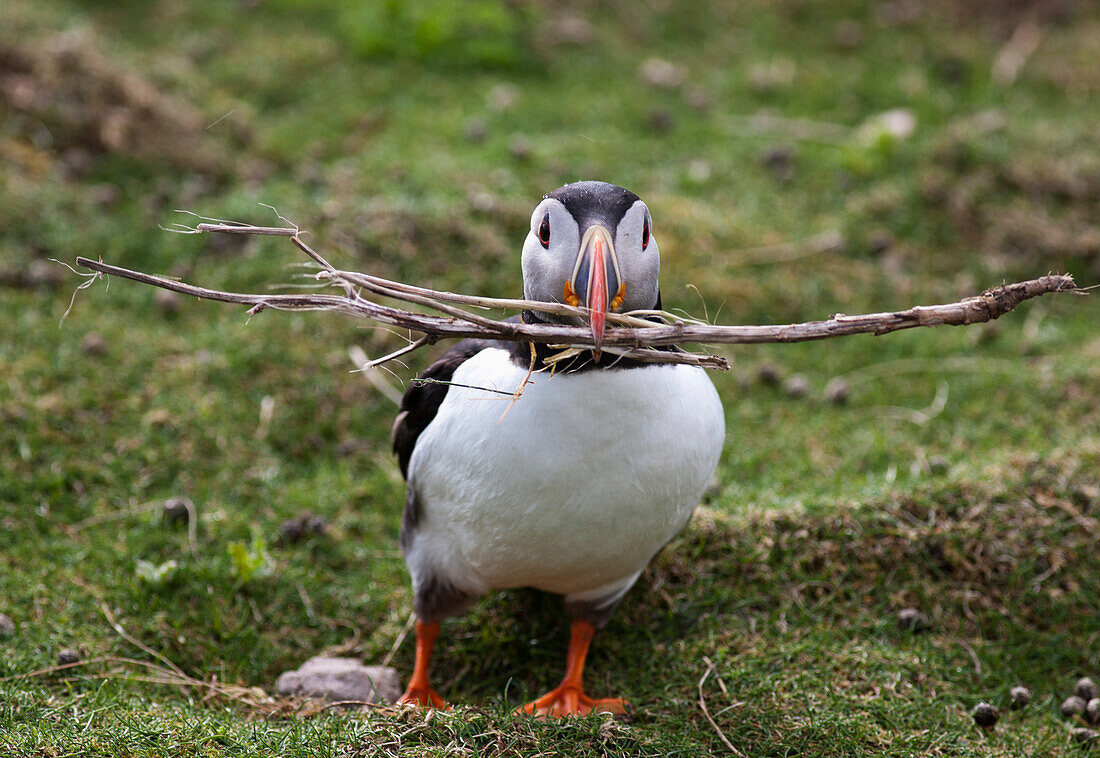 'A Puffin Carrying Tree Branches In It's Mouth; Shetland, Scotland'