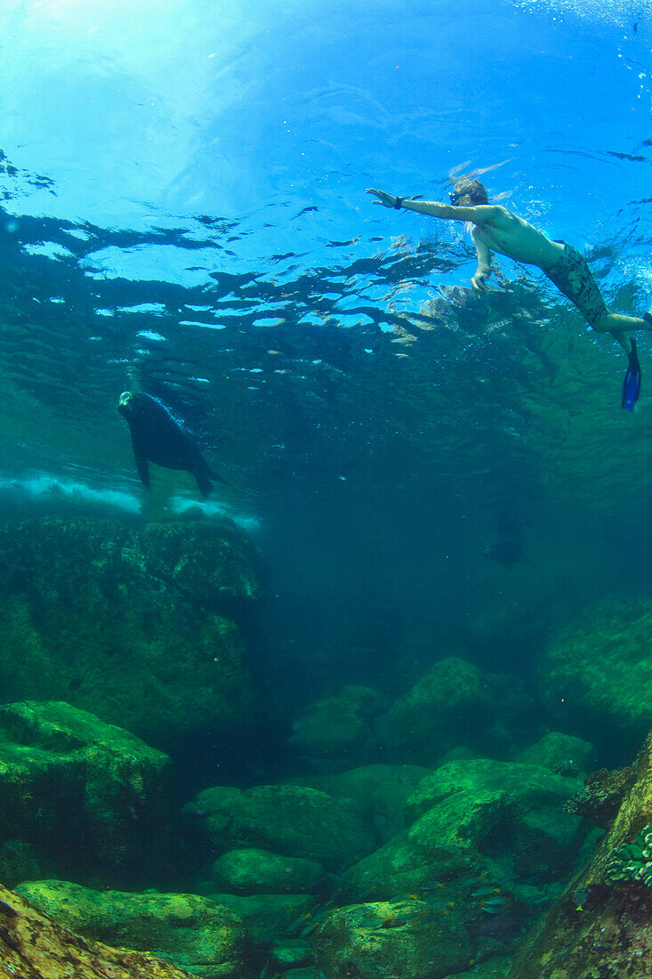 'A Tourist Swimming Underwater With A Sea Lion At Los Islotes National Marine Park Espiritu Santo Island; La Paz Baja California Mexico'